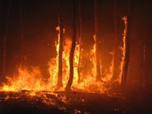 Forest Fire